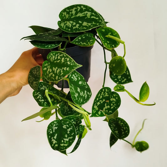 Scindapsus Pictus 'Argyraeus',