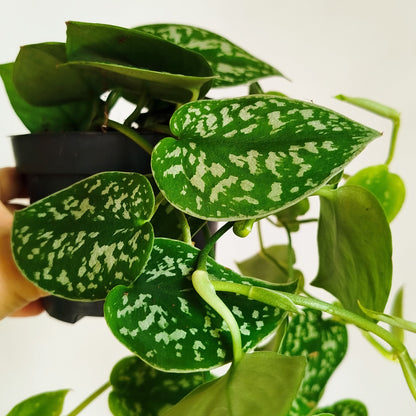 Scindapsus Pictus 'Argyraeus',