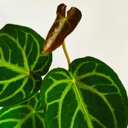 Anthurium Magnificum