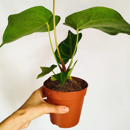 Anthurium Magnificum