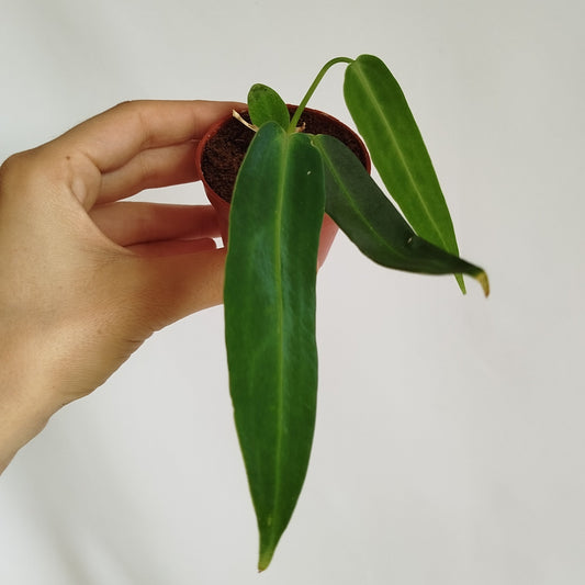 Anthurium Warocqueanum