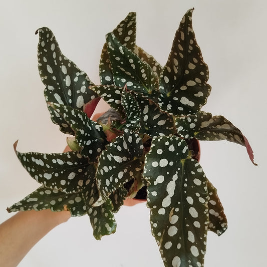 Begonia Maculata Spotlight Dark