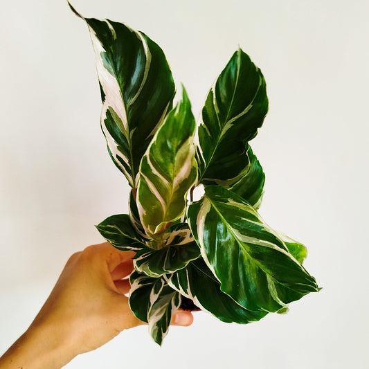 Calathea White Fusion