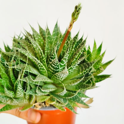 Aloe Aristata o Antorcha