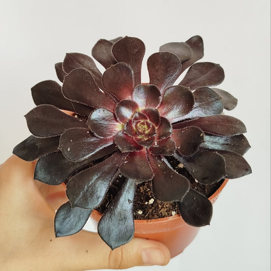 Aeonium Arboreum