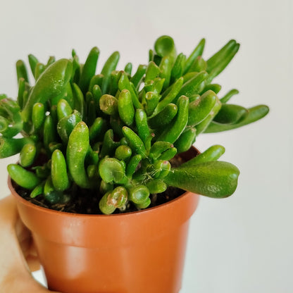 Crassula Ovata Gollum