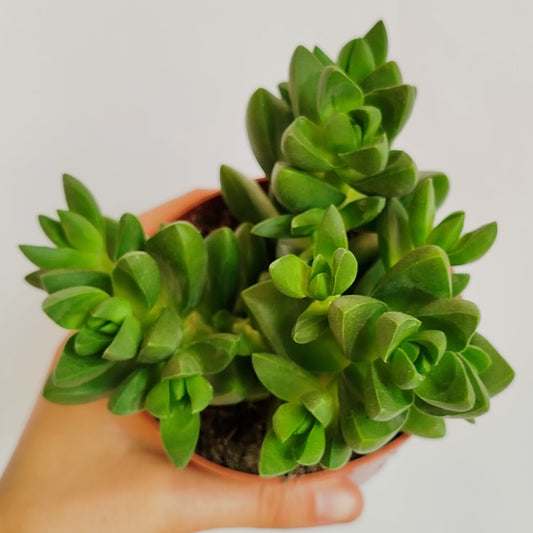 Crassula Benjamin