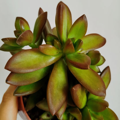 Sedum Adolphii