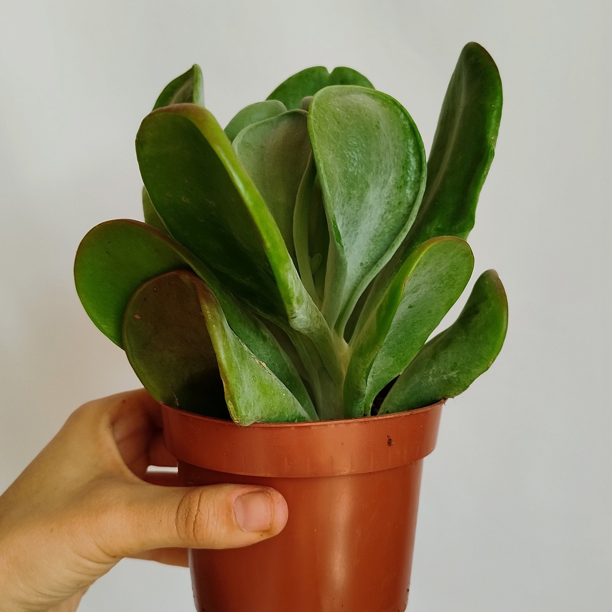 Kalanchoe Oricula