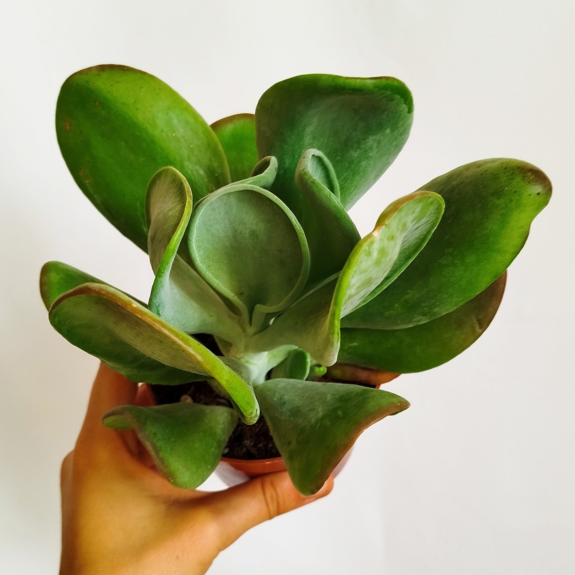 Kalanchoe Oricula
