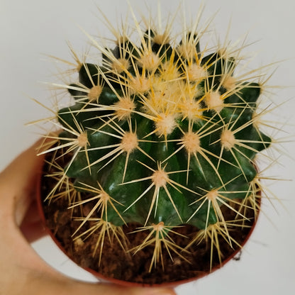 Echinocactus Grusonii - Asiento de Suegra