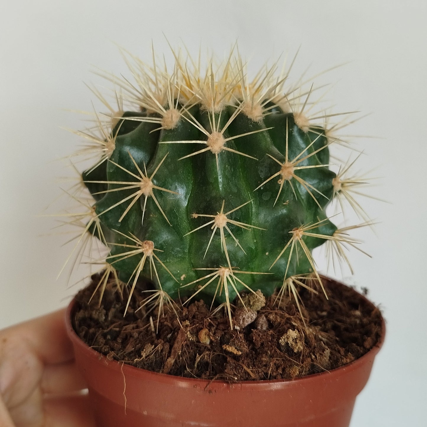 Echinocactus Grusonii - Asiento de Suegra