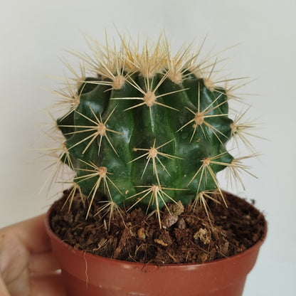 Echinocactus Grusonii - Asiento de Suegra