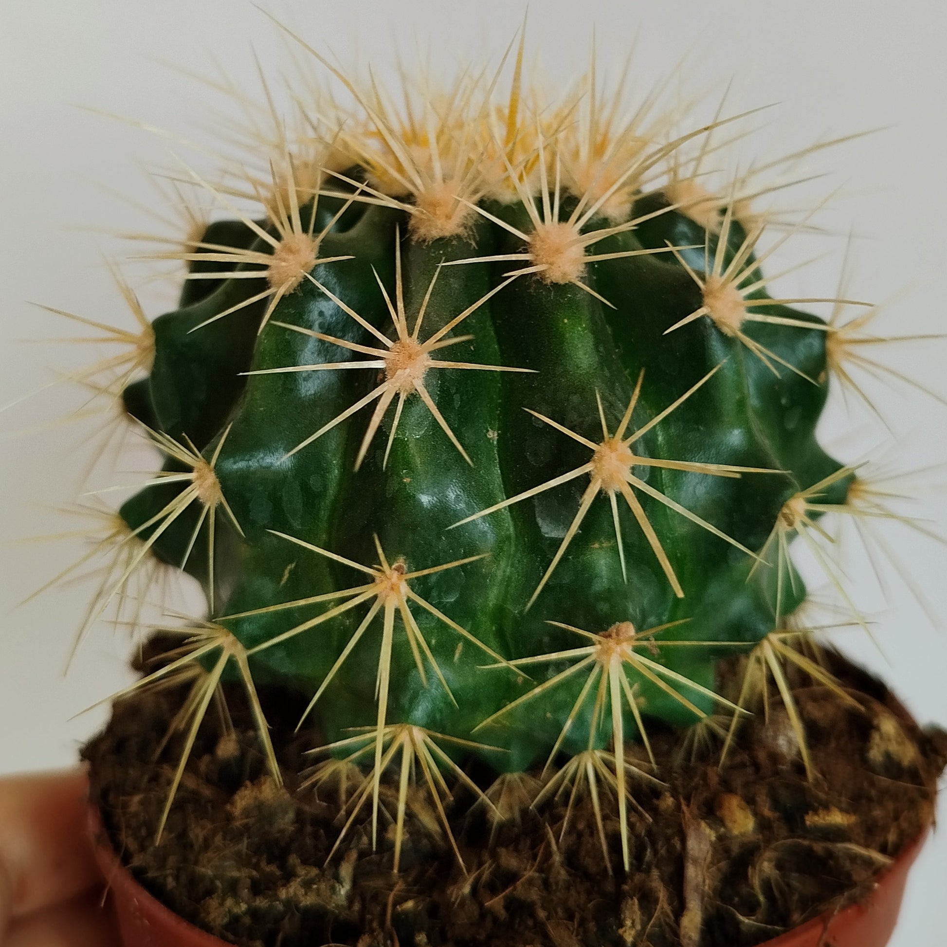 Echinocactus Grusonii 
