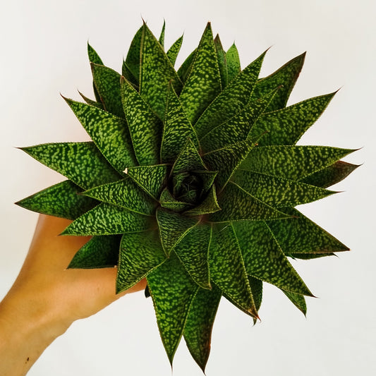 Gasteraloe Flow
