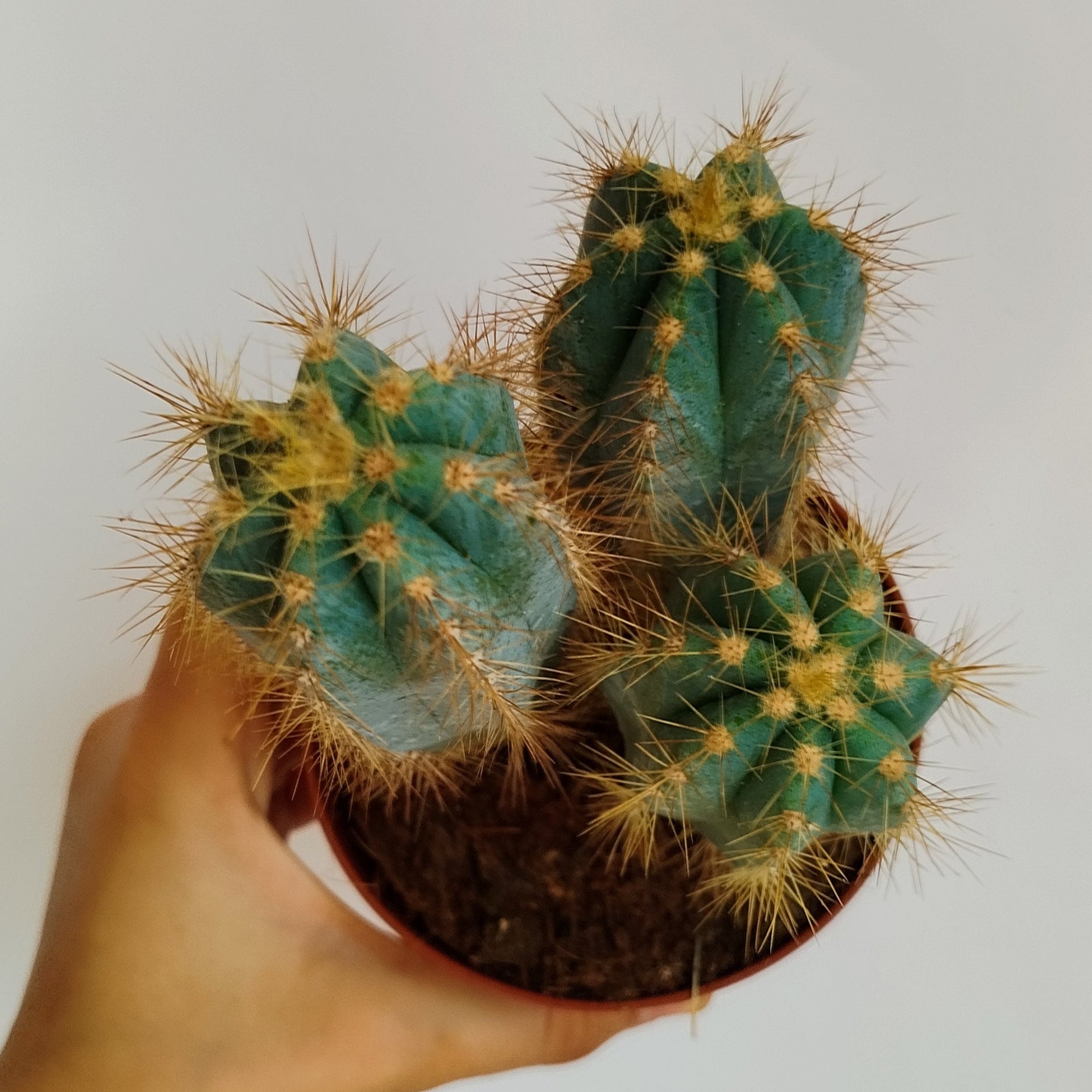 Cactus Azul