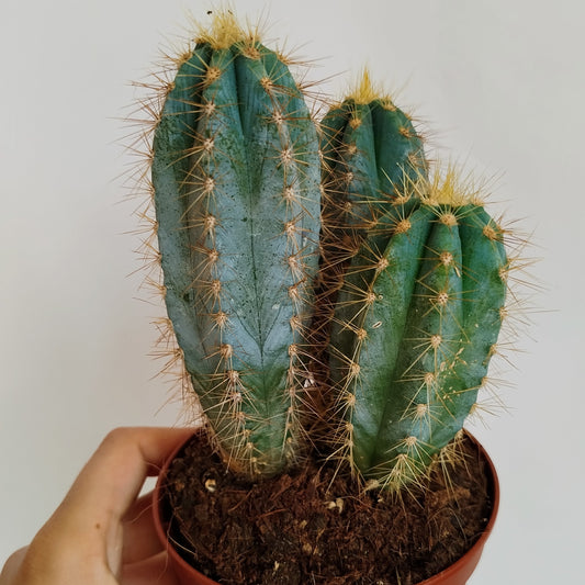 Cactus Azul