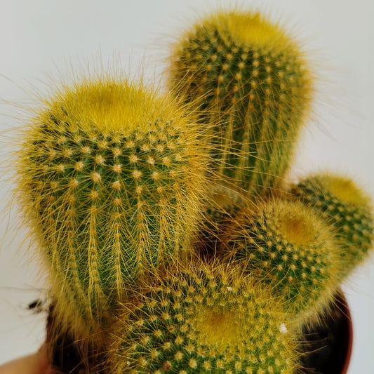 Cactus 'Torre Amarilla' - Parodia leninghausii