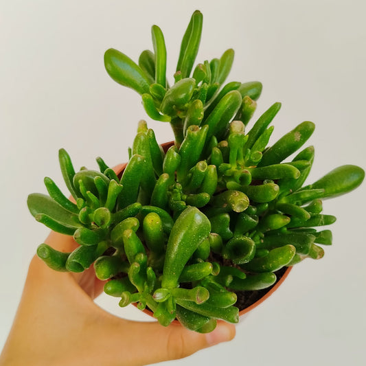 Crassula Ovata Gollum