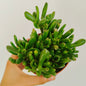 Crassula Ovata Gollum