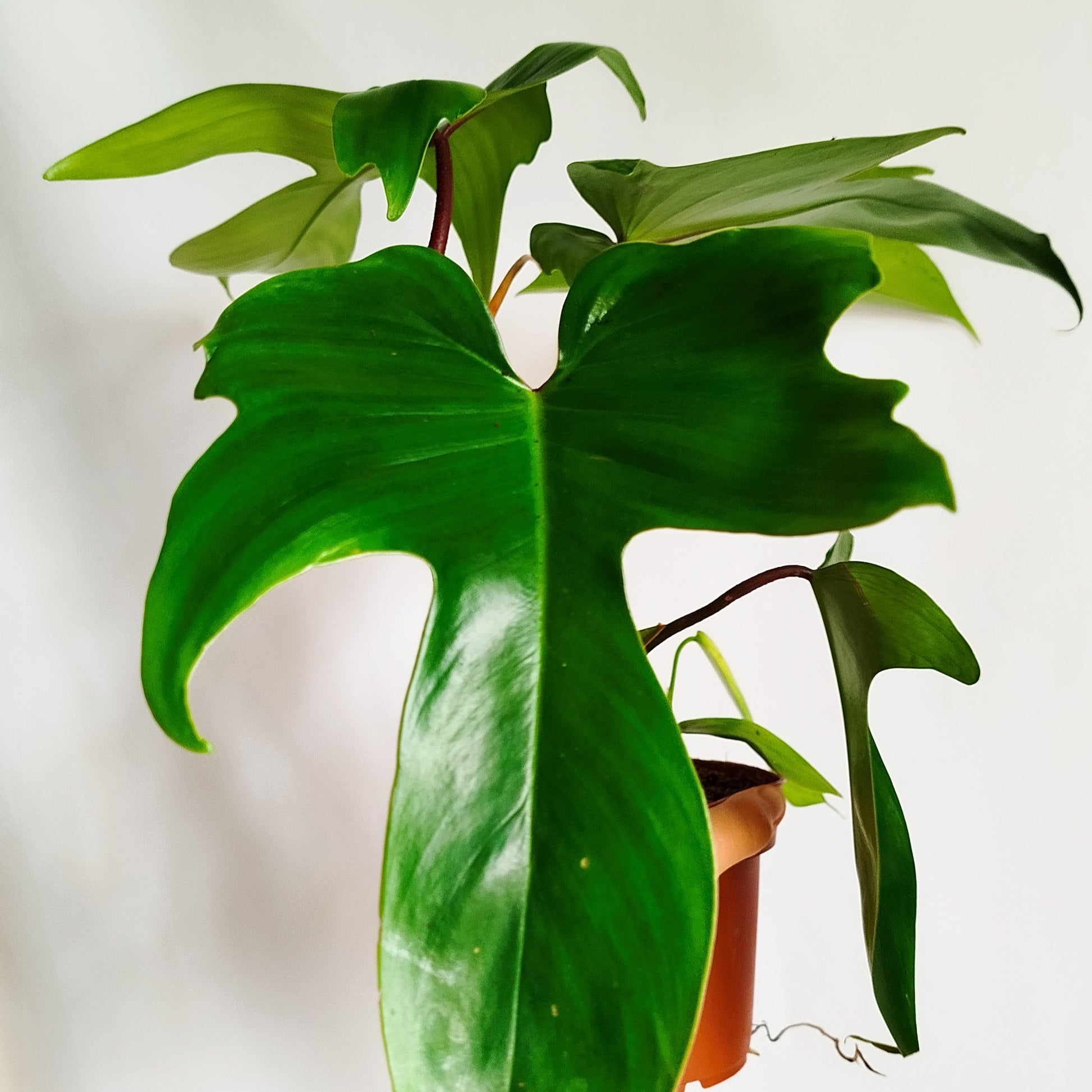 Philodendron Florida Green