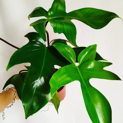 Philodendron Florida Green