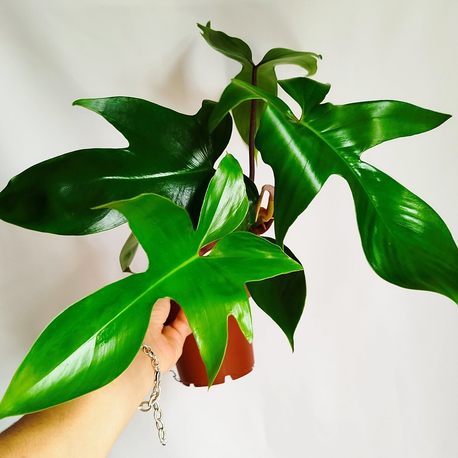 Philodendron Florida Green