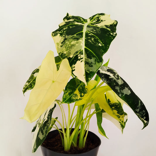 Alocasia Frydek Variegata
