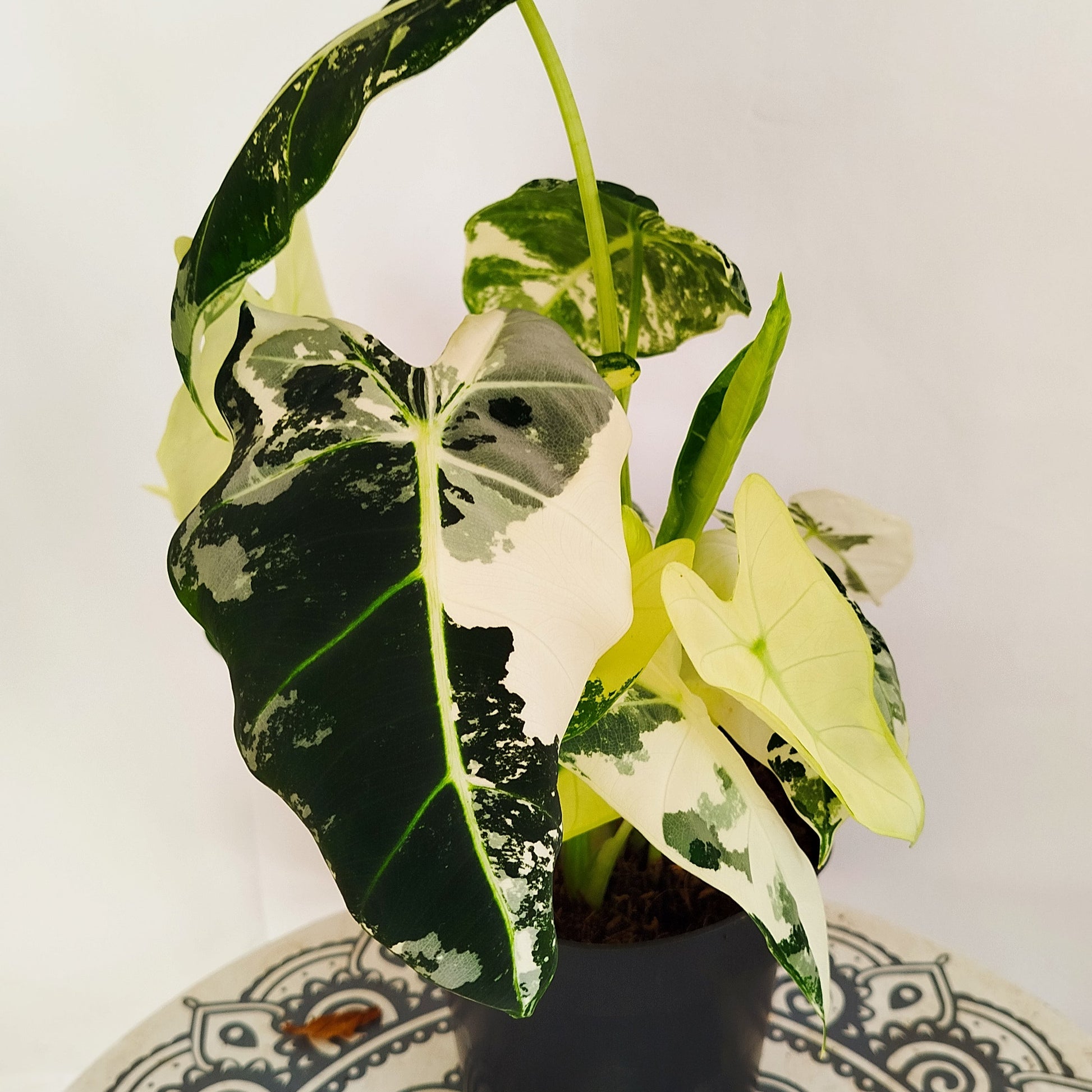 Alocasia Frydek Variegata