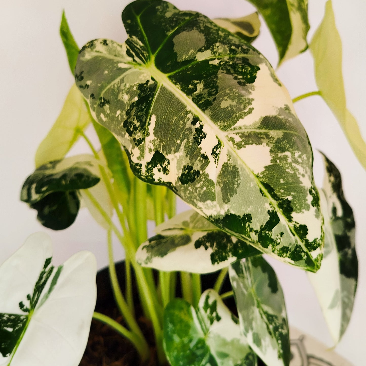 Alocasia Frydek Variegata