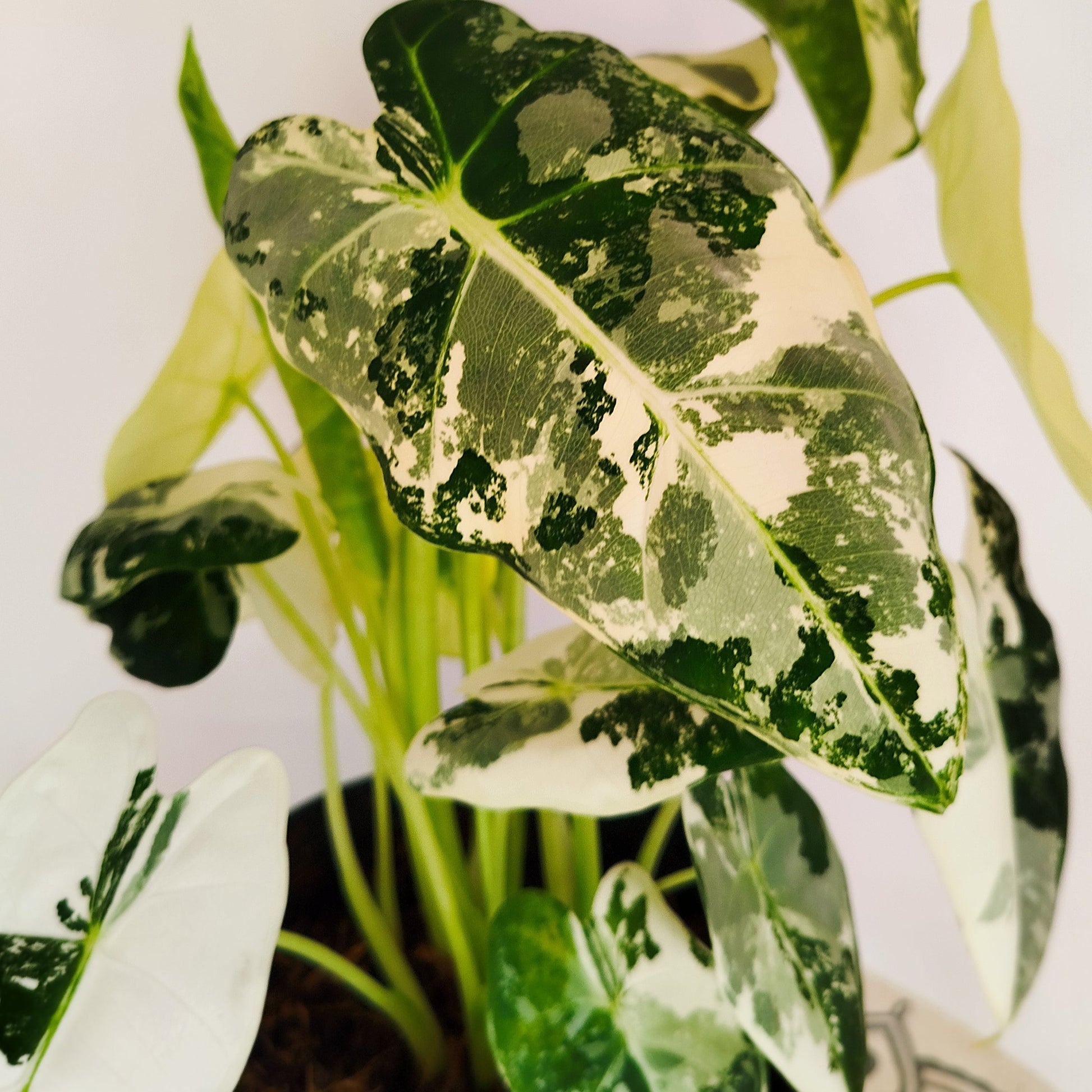 Alocasia Frydek Variegata