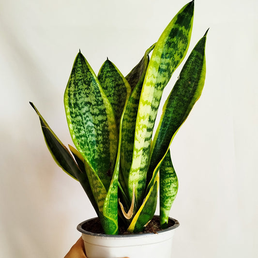 Lengua de suegra - Sansevieria Trifasciata