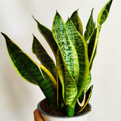 Lengua de suegra - Sansevieria Trifasciata