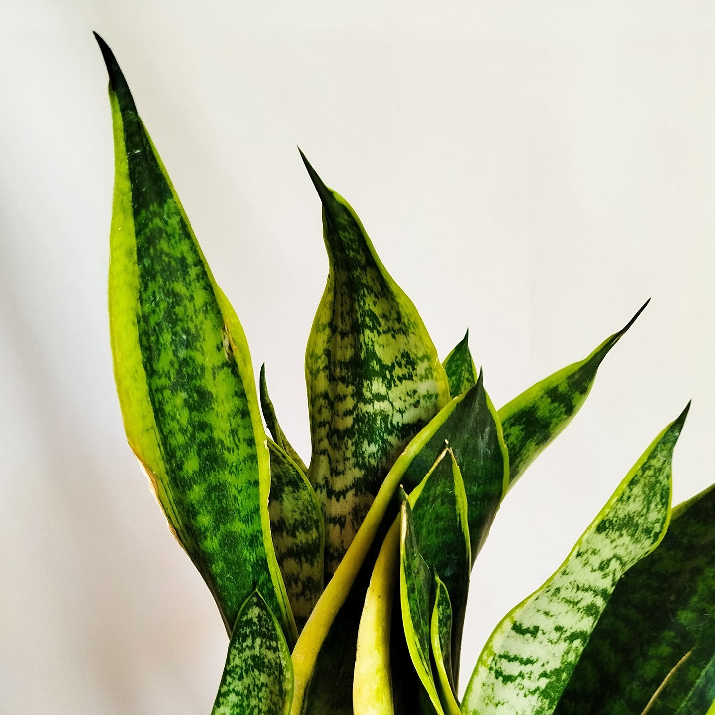 Lengua de suegra - Sansevieria Trifasciata
