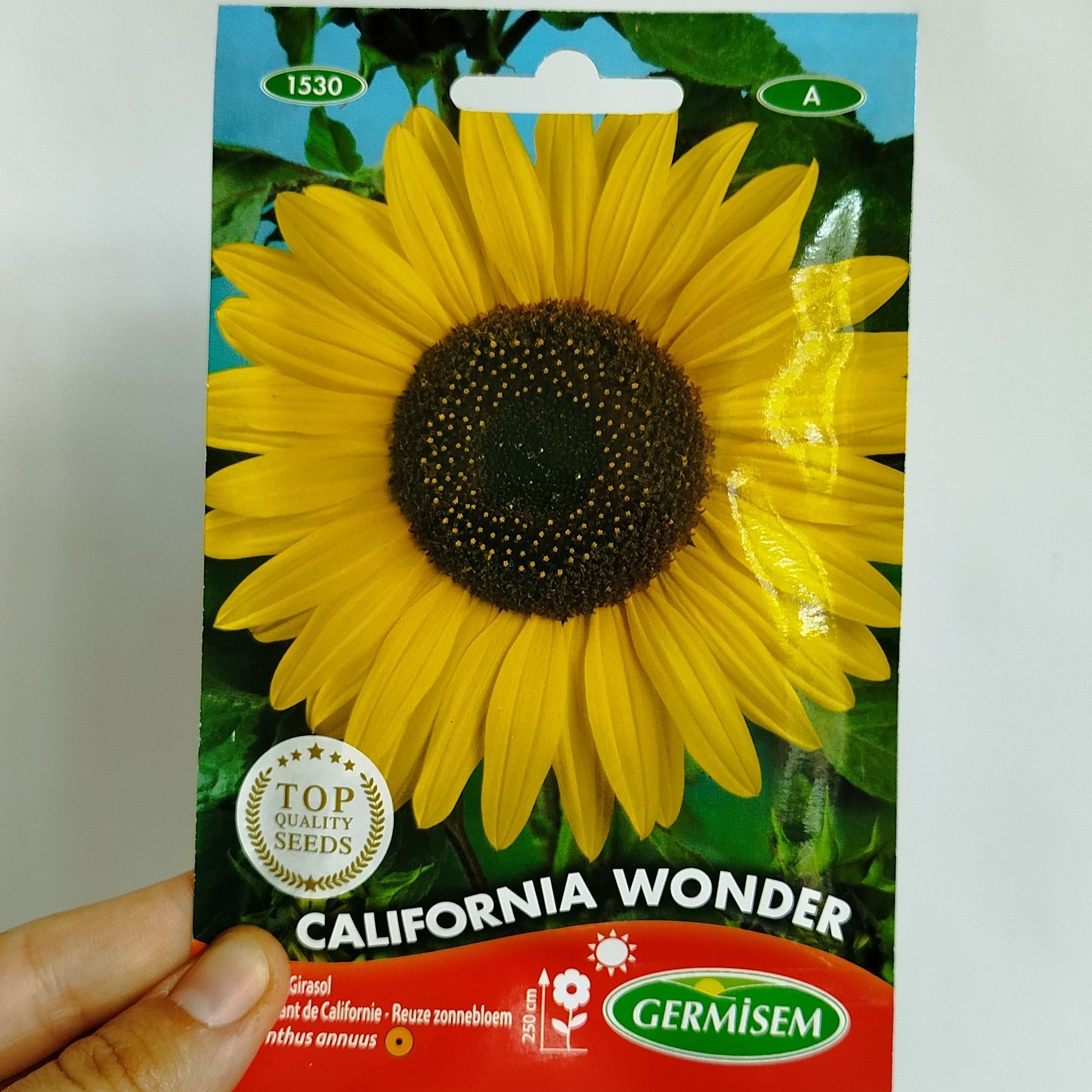 Semillas Flor Girasol