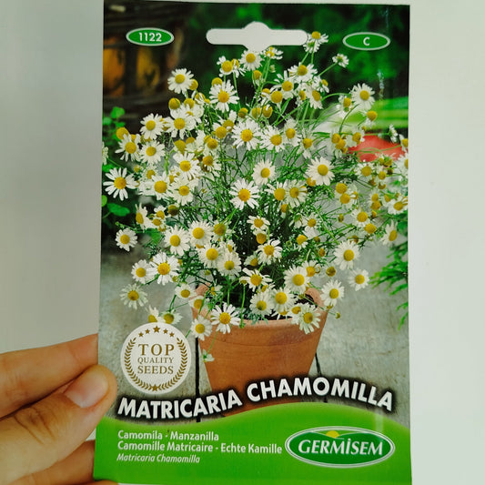 Manzanilla - Camomila