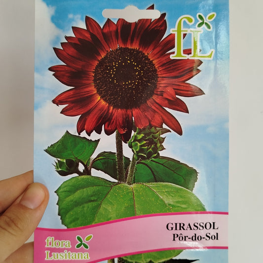 Semillas Girasol Rojo
