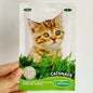 Semillas Hierba para Gato