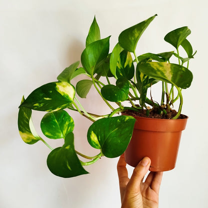 Potho Golden Aureum