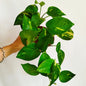 Potho Golden Aureum