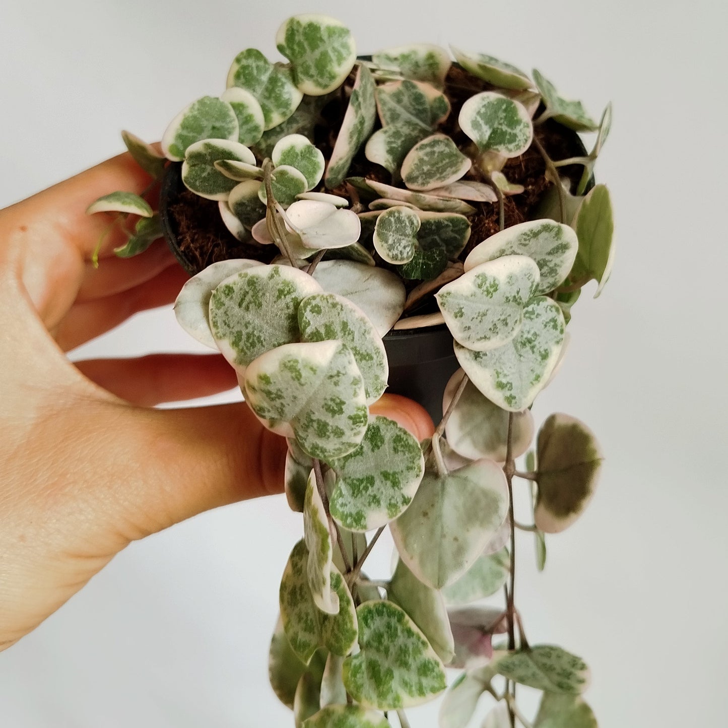 Ceropegia Woodii Variegata