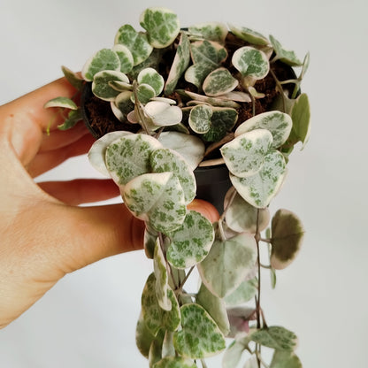 Ceropegia Woodii Variegata