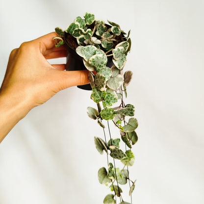 Ceropegia Woodii Variegata 