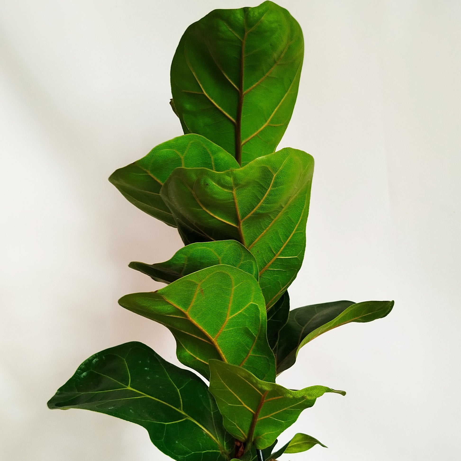 Ficus Lyrata