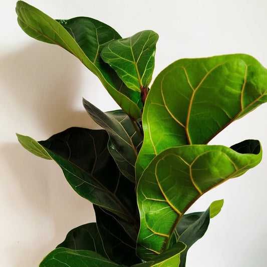 Ficus Lyrata