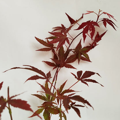 Acer Palmatum Atropurpureum