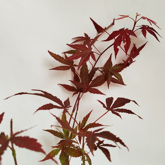 Acer Palmatum Atropurpureum