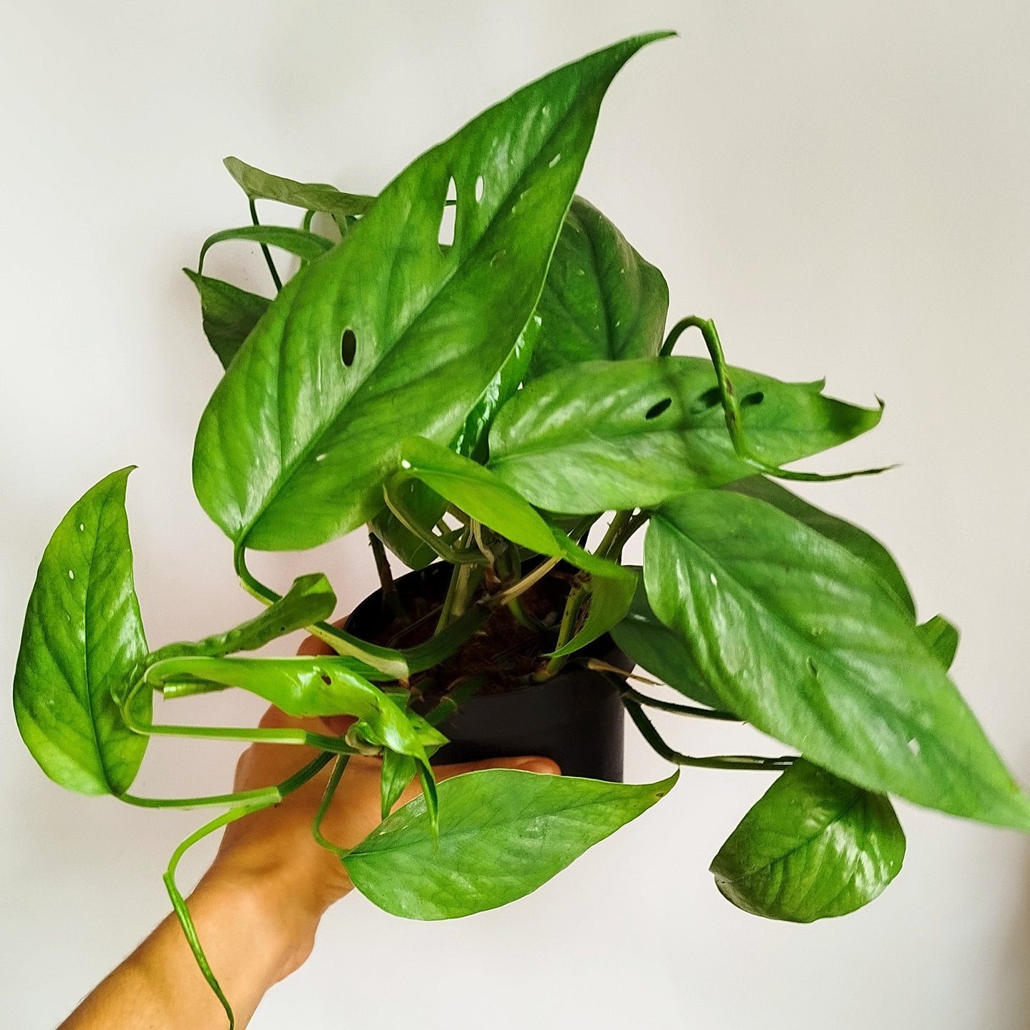 Epipremnum Pinnatum ‘Cebu Blue’