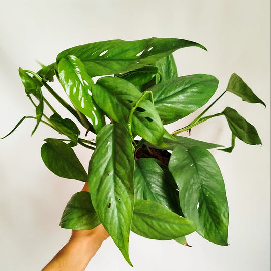 Epipremnum Pinnatum ‘Cebu Blue’