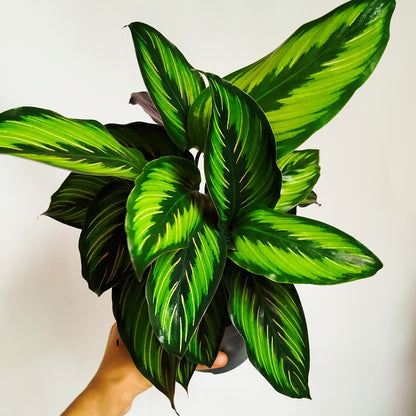 Calathea 'Beauty Star'